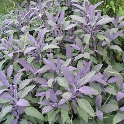 Salbei (Salvia officinalis)