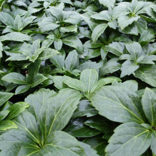 Schaduwkruid (Pachysandra terminalis 'Green Carpet') - Tuinplanten