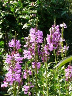 Scharnierpflanze (Physostegia virginiana 'Bouquet Rose')