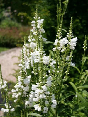 Scharnierpflanze (Physostegia virginiana 'Summer Snow')
