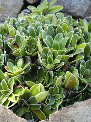 Malerleid (Saxifraga cotyledon var. Pyramidalis)