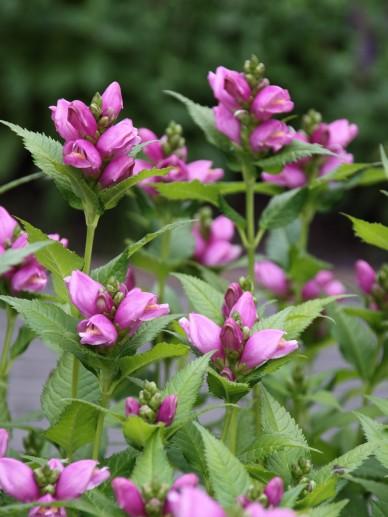 Schildkrötenblume (Chelone obliqua) - Gartenpflanzen