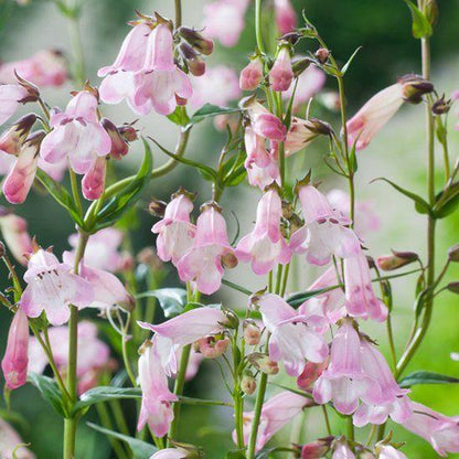 Schildpadbloem (Penstemon 'Apple Blossom') - Tuinplanten