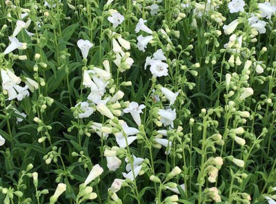 Schildkrötenblume (Penstemon 'White Bedder')