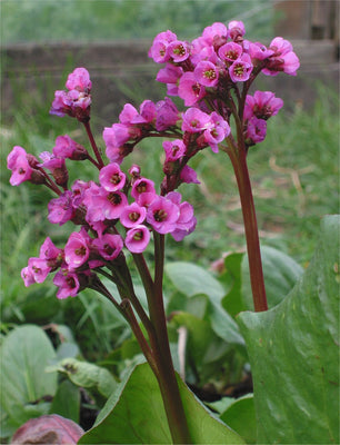 Schusterpflanze (Bergenia cordifolia 'Purpurea')