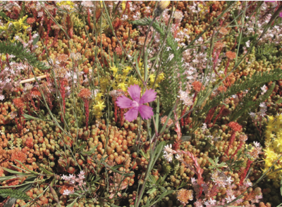 Sedum-Kräuter-Paket - 1 m²