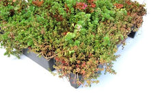 Sedum-Tablett Click 'n go - 1 m²