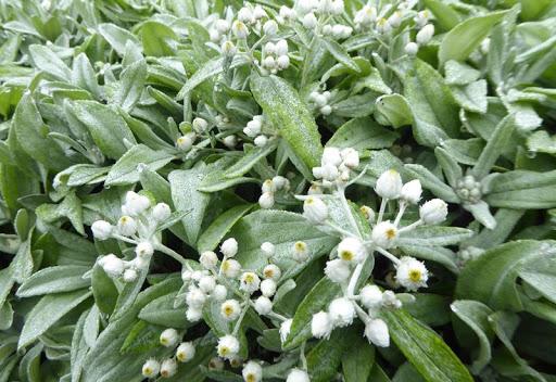 Siberische edelweiss (Anaphalis triplinervis) - Tuinplanten
