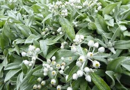 Siberische edelweiss (Anaphalis triplinervis) - Tuinplanten