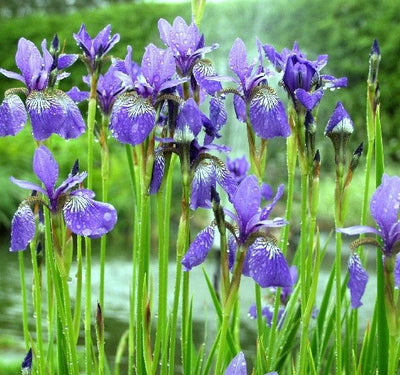 Sibirische Schwertlilie (Iris sibirica 'Blue King')