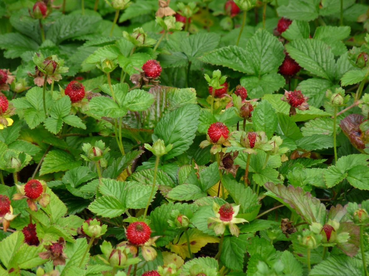 Scheinerdbeere (Duchesnea indica) - Gartenpflanzen