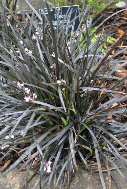 Schlangenbart (Ophiopogon planiscapus 'Niger') - Gartenpflanzen