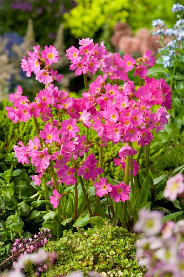 Sleutelbloem (Primula rosea 'Grandiflora') - Tuinplanten
