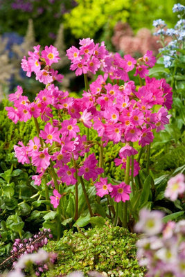 Primel (Primula rosea 'Grandiflora')