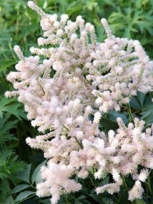 Spirea (Astilbe (J) 'Europa')