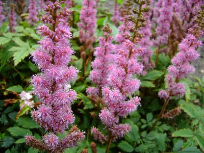 Spierstrauch (Astilbe chinensis 'Pumila') - Gartenpflanzen