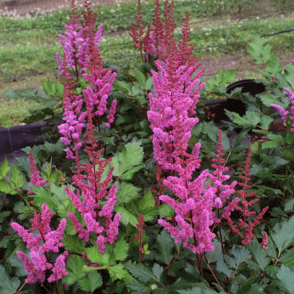 Spierstrauch (Astilbe chinensis 'Vision Red') - Gartenpflanzen