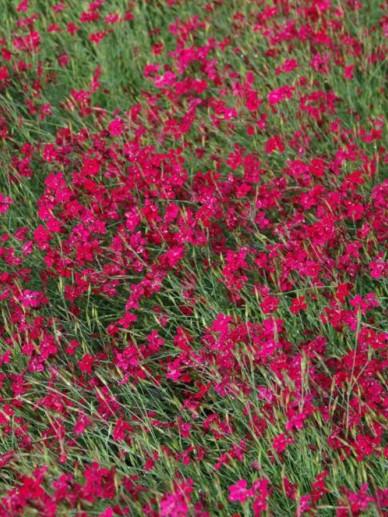 Steinnelke (Dianthus deltoides 'Brilliant') - Gartenpflanzen