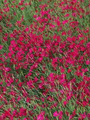 Felsenrosa (Dianthus deltoides 'Brilliant')
