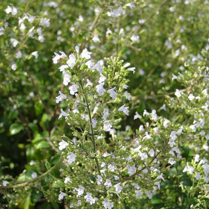 Steinquendel (Calamintha nepeta ssp. Nepeta) - Gartenpflanzen