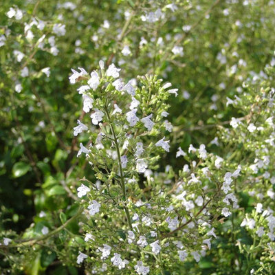 Steinthymian (Calamintha nepeta ssp. Nepeta)