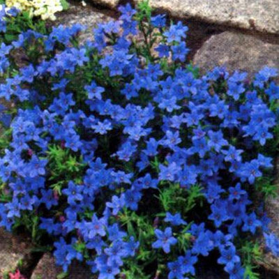 Felsen-Samen (Lithodora diffusa 'Heavenly Blue')