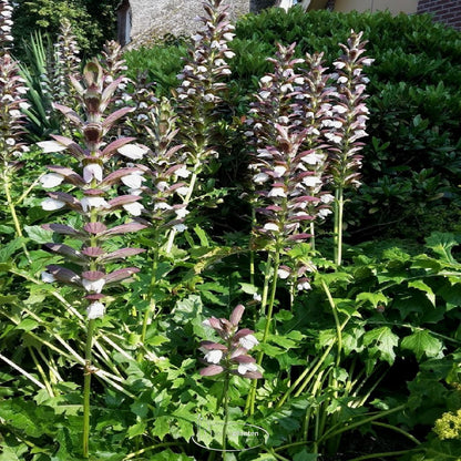 Stechender Bärenklau (Acanthus mollis 'Latifolius') - Gartenpflanzen