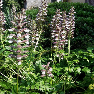 Stacheliger Bärenklau (Acanthus mollis 'Latifolius')