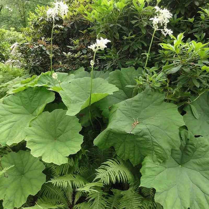 Tafelblatt (Astilboides tabularis) - Gartenpflanzen