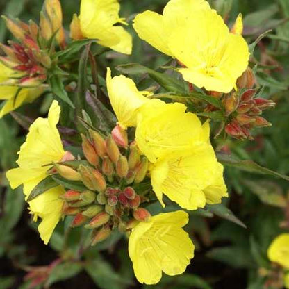 Teunisbloem (Oenothera fruticosa ssp. Glauca) - Gartenpflanzen