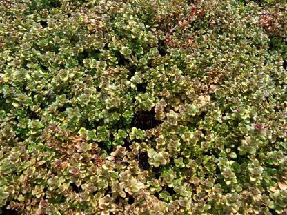Thymian (Thymus 'Doone Valley') - Gartenpflanzen