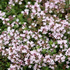 Thymian (Thymus praecox 'Pink Chintz') - Gartenpflanzen