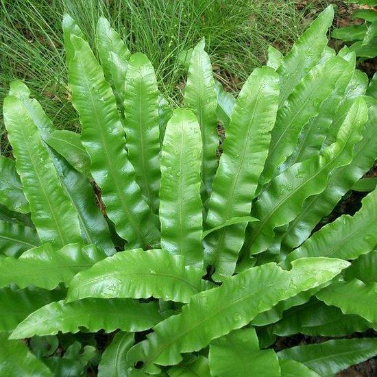 Tong varen (Asplenium scolopendrium) - Tuinplanten