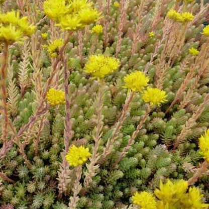 Tripmadam (Sedum reflexum) - Gartenpflanzen