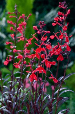 Gartenlobelie (Lobelia fulgens 'Queen Victoria')