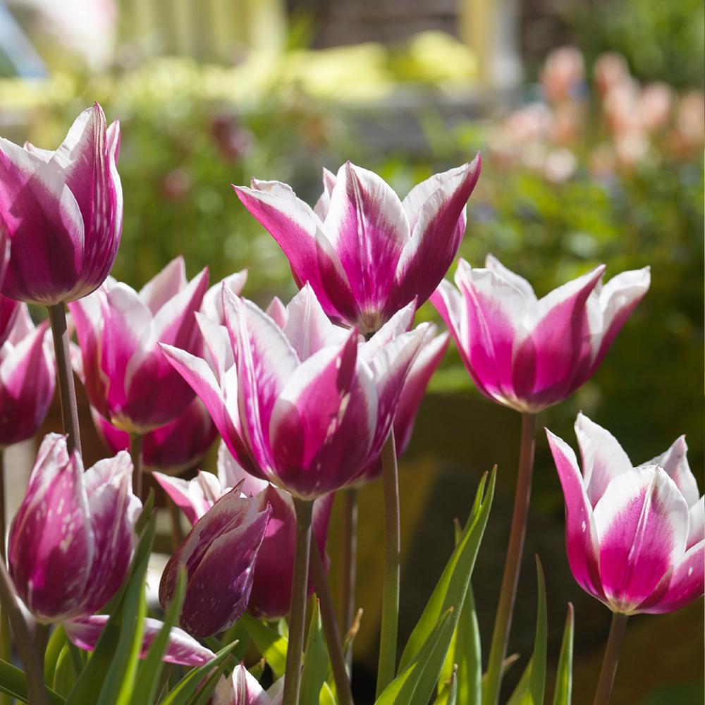 Tulipa Claudia, Leliebloemig - 20 stuks - Bloembollen