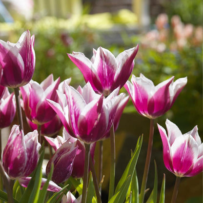 Tulipa Claudia, Leliebloemig - 20 stuks - Bloembollen