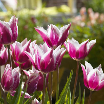 Tulipa Claudia, lilienblütig - 20 Stück 