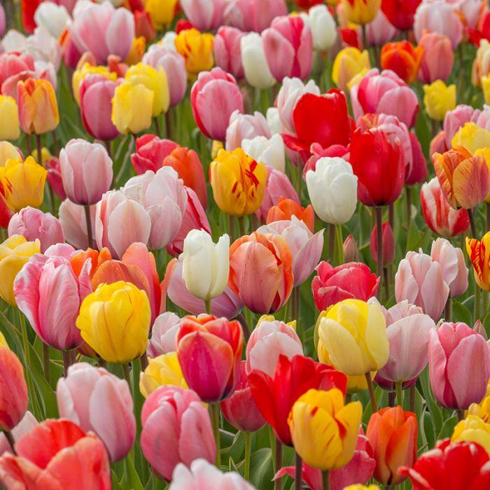 Tulipa Viridiflora Mix - 25 stuks - Bloembollen