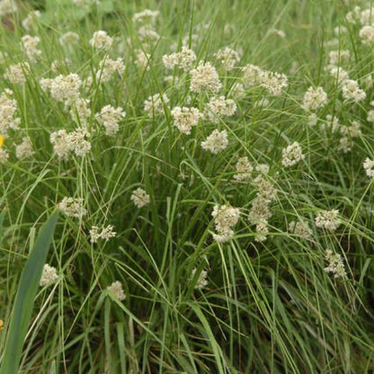 Schneemarbel (Luzula nivea) - Gartenpflanzen