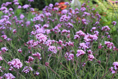 Patagonisches Eisenkraut (Verbena bonariensis 'Lollypop') - Gartenpflanzen