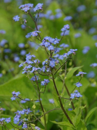 Vergeet-mij-niet (Brunnera macrophylla) - Tuinplanten