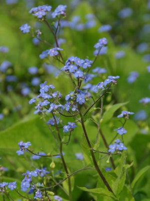 Vergissmeinnicht (Brunnera macrophylla)