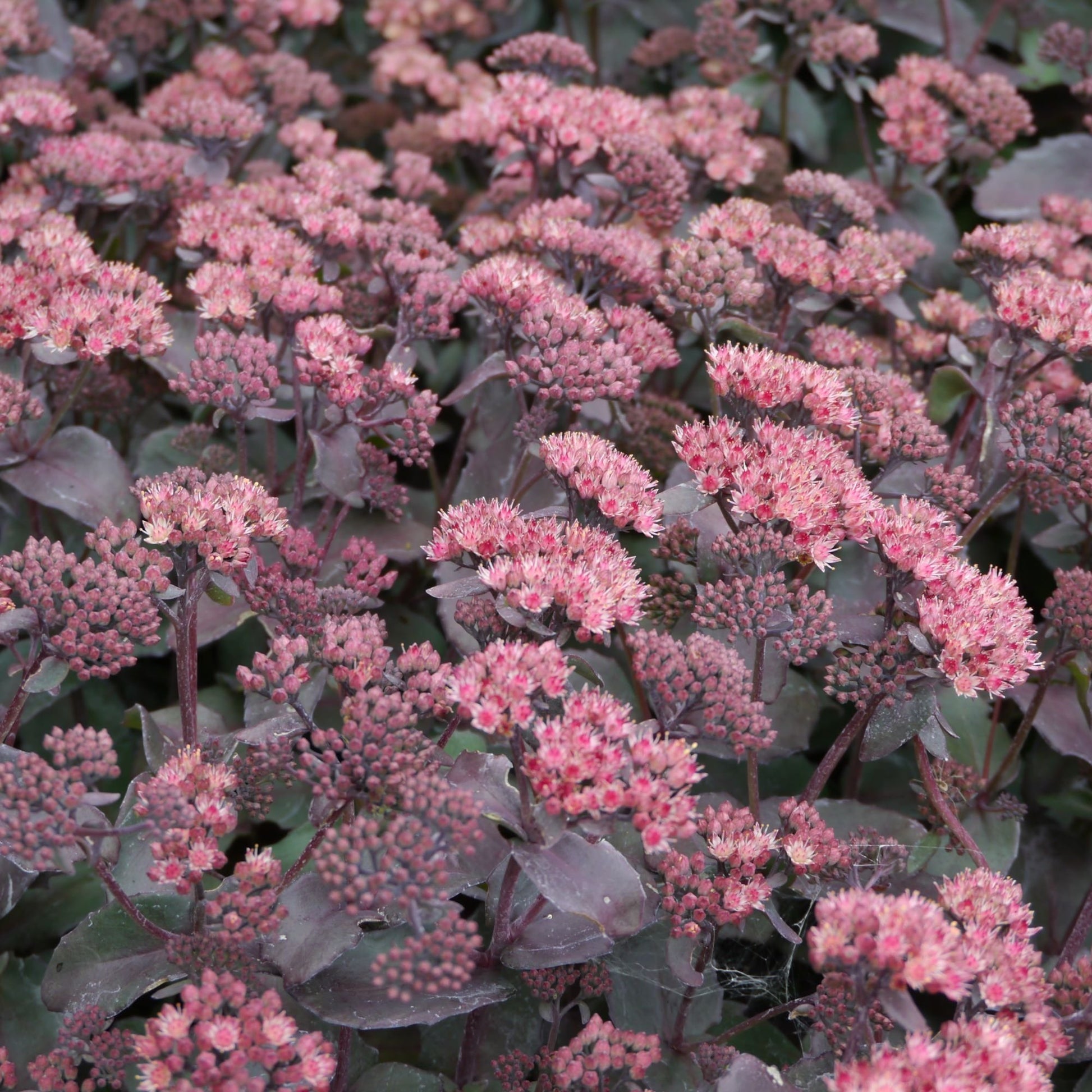 Vetkruid (Sedum Class Act) - Tuinplanten