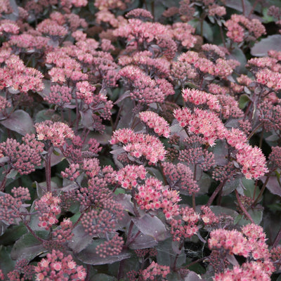 Fetthenne (Sedum-Klassenakt)