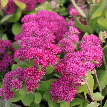 Fetthenne (Sedum Mr. Goodbud) - Gartenpflanzen
