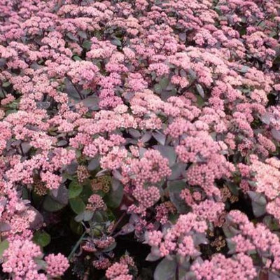 Fetthenne (Sedum-Hybride 'Karfunkelstein')