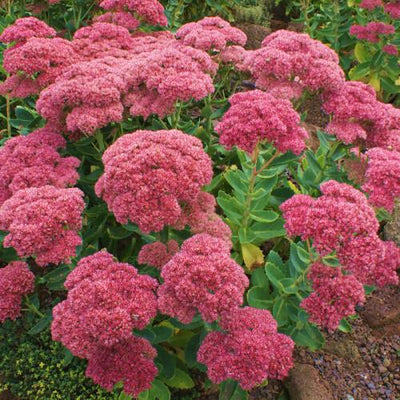 Fetthenne (Sedum hybridum 'Autumn Joy')