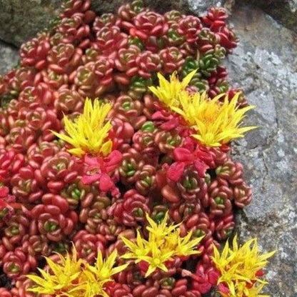 Fetthenne (Sedum oreganum) - Gartenpflanzen