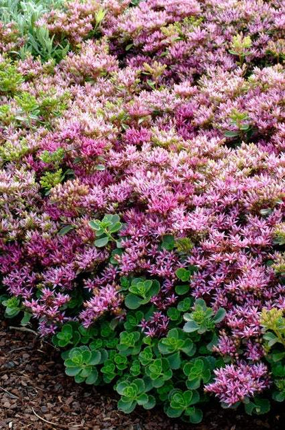 Vetkruid (Sedum spurium 'Splendens') - Gartenpflanzen